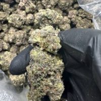 Purple Dream Weed